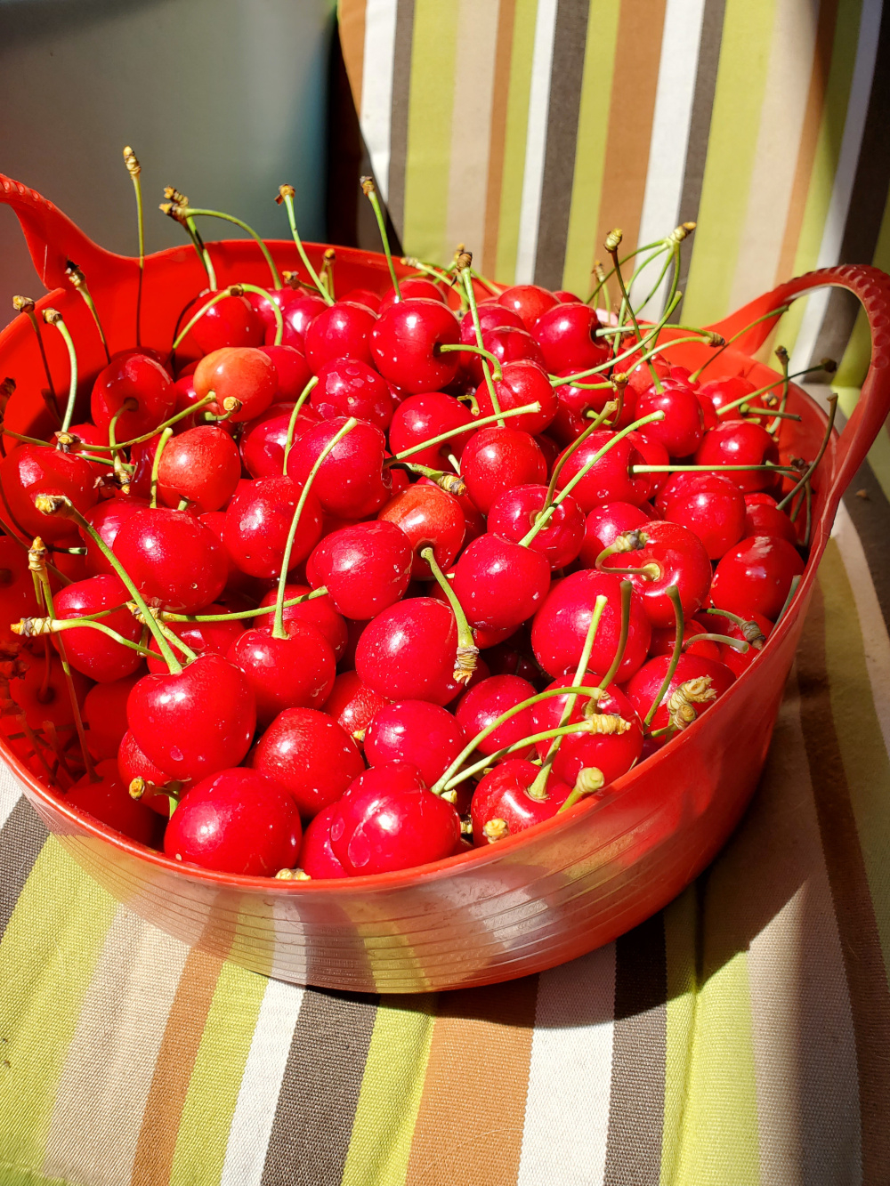 Cherries.jpg