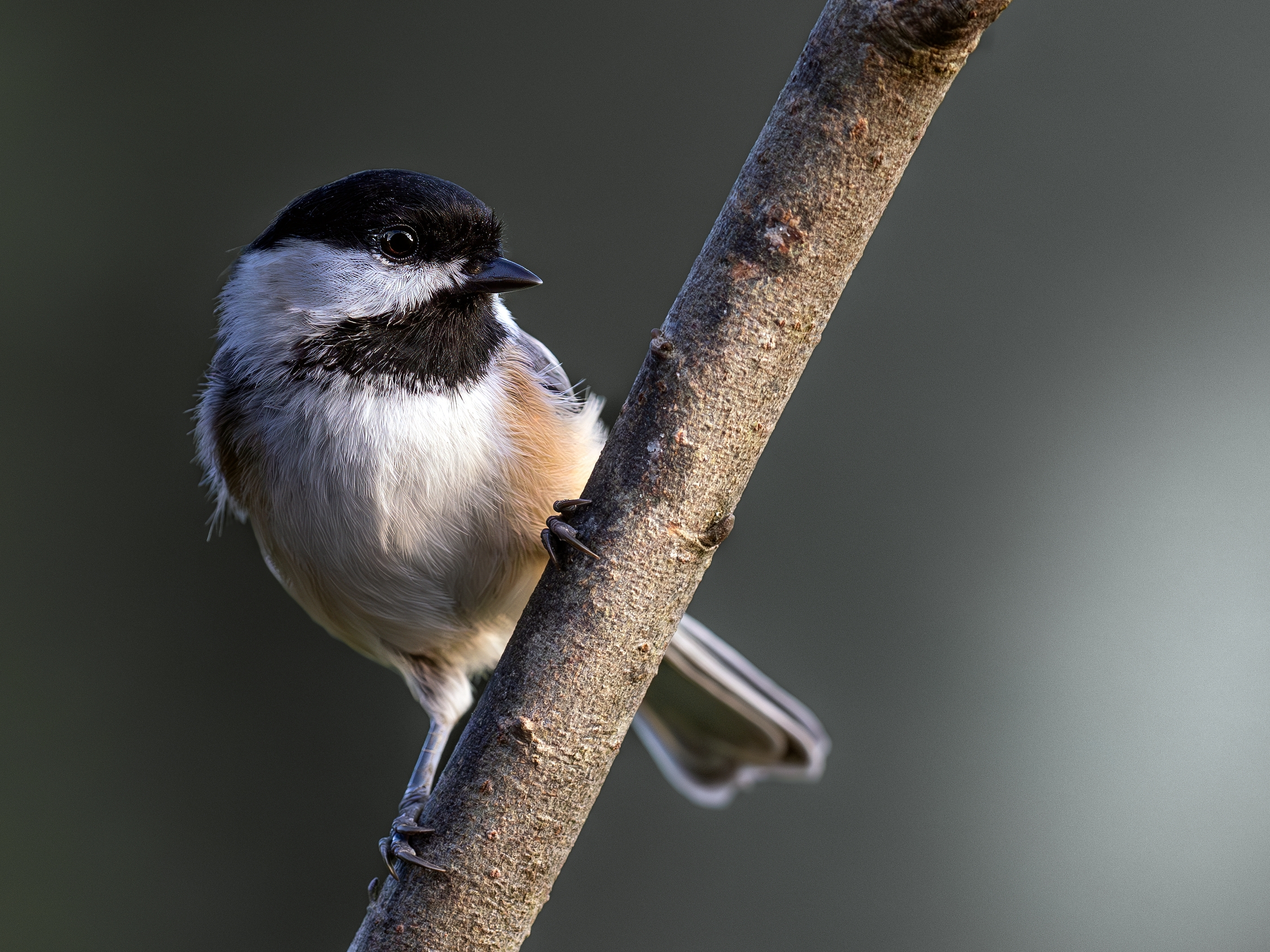 Chickadee in evening light.jpeg