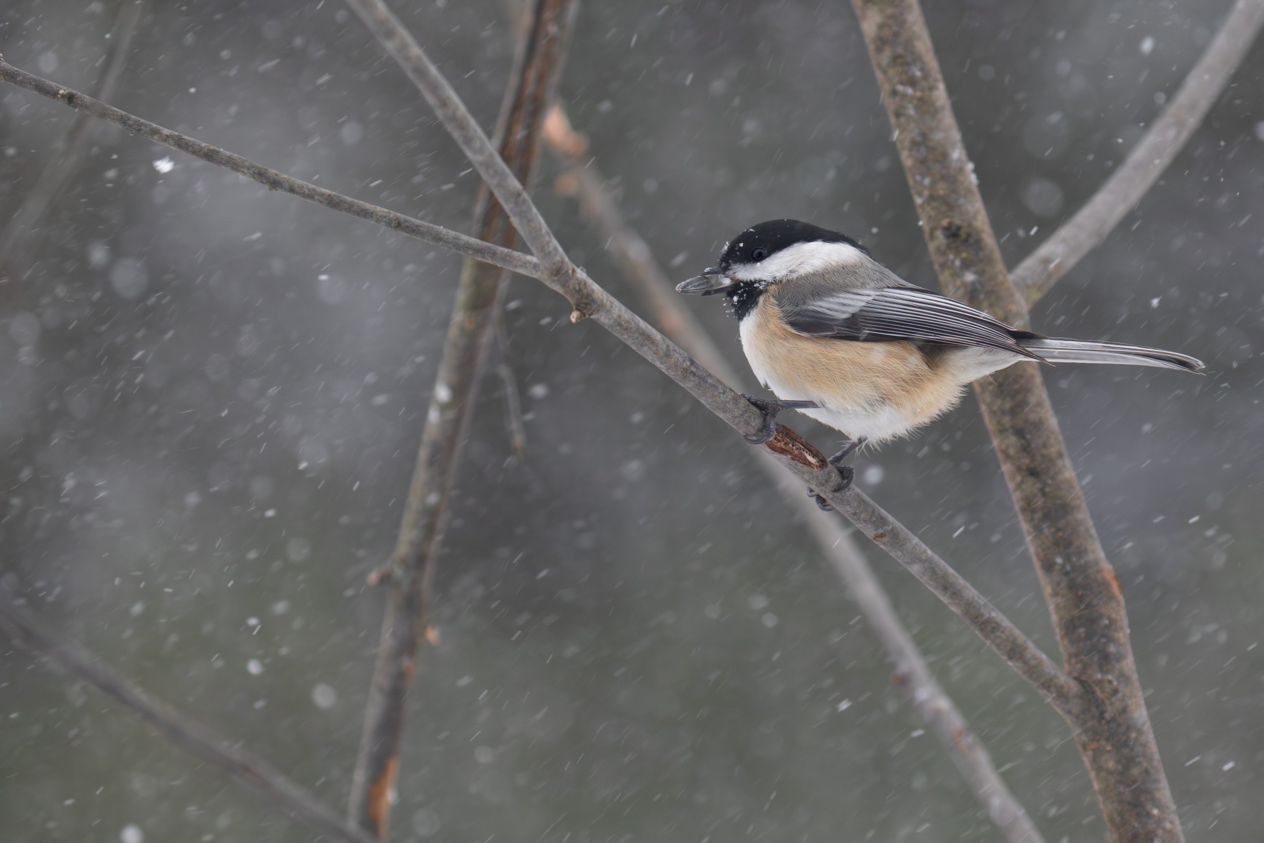 Chickadee LC.jpg