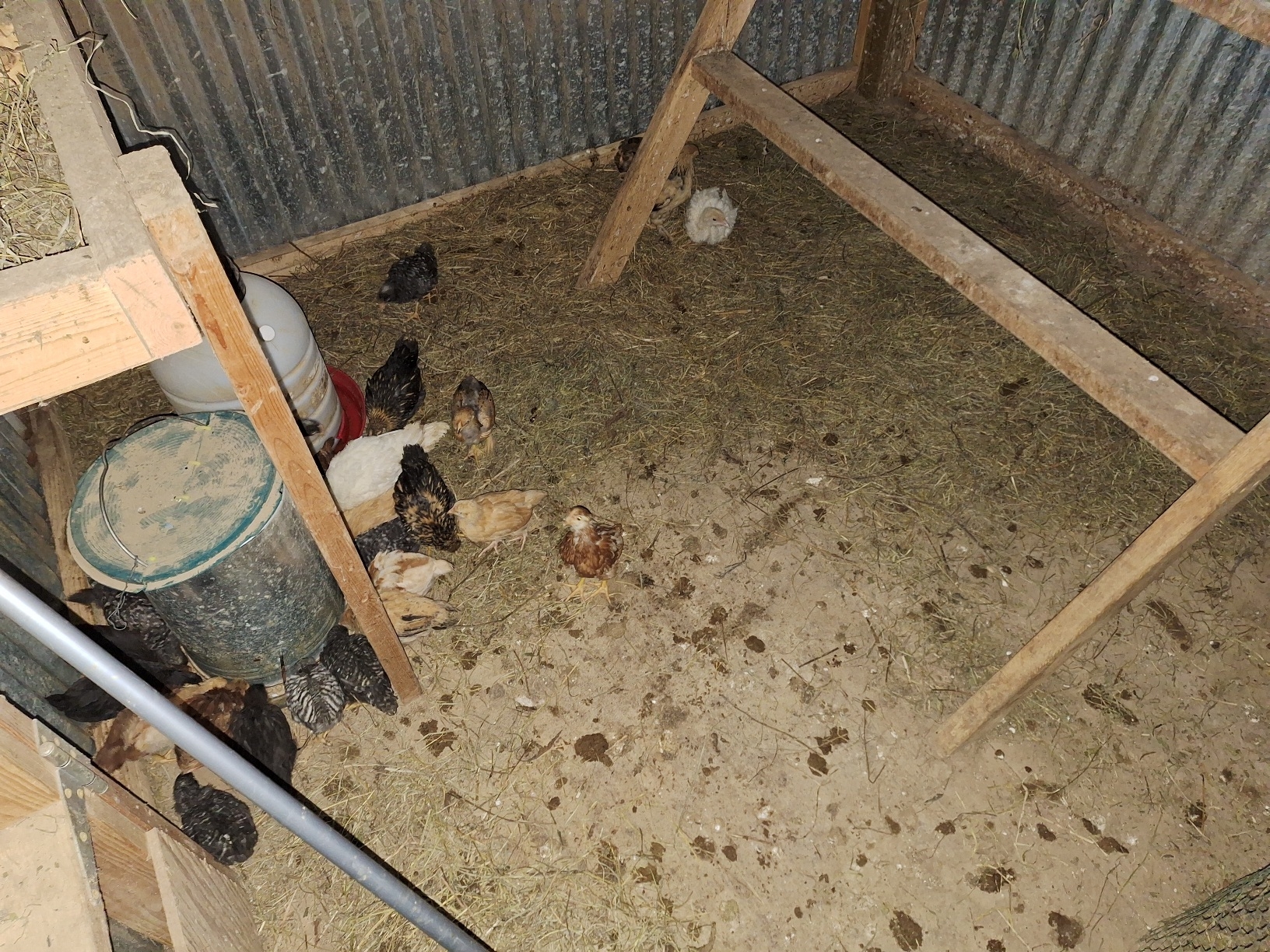 chicks.jpg