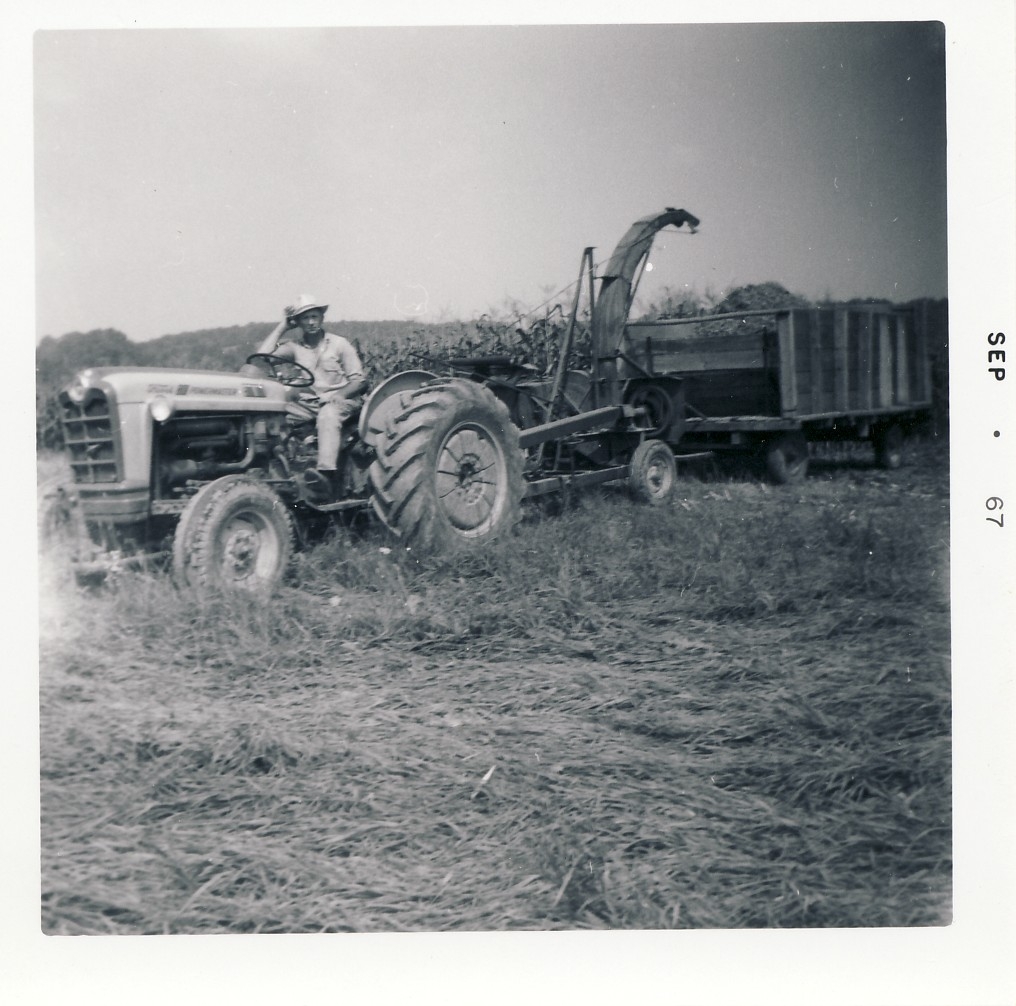 Chopping Corn-Father'67.jpg