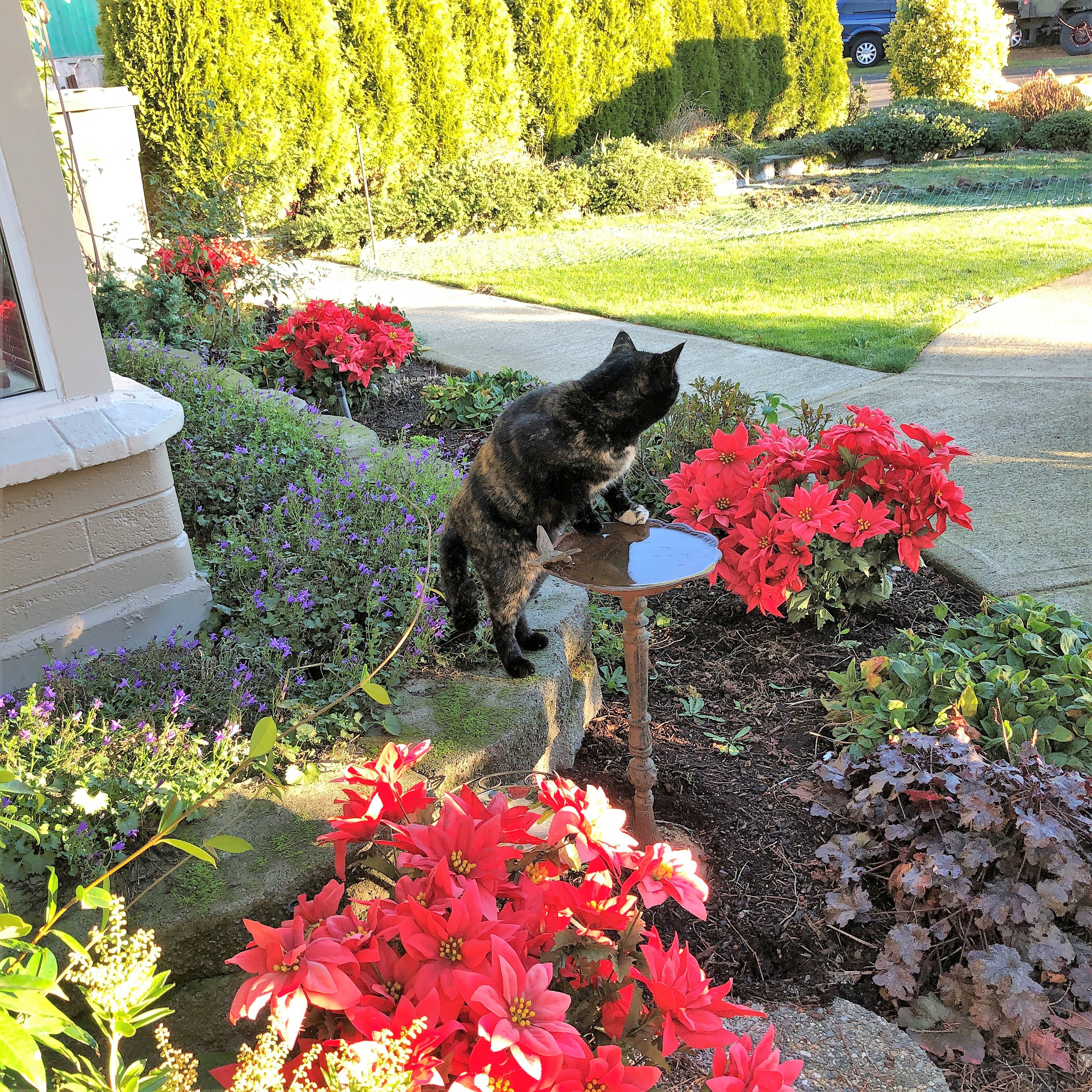 Cleo drinking out of rusty bird bath 1 (2).JPG