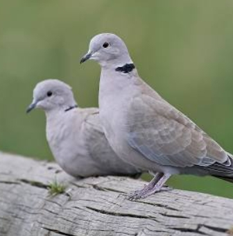 Collared Dove.jpg
