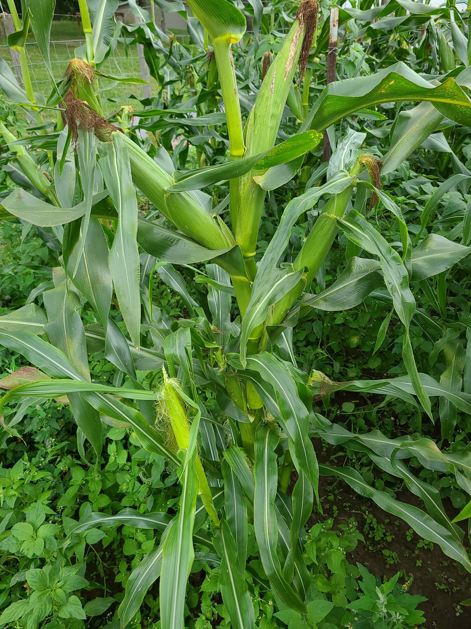 corn.jpg