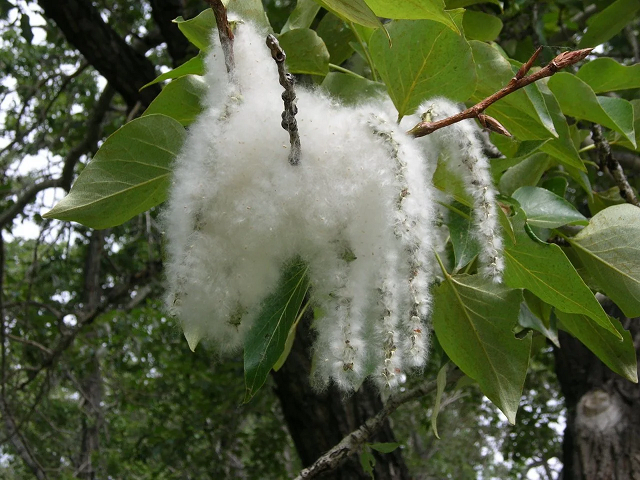 cottonwood.png