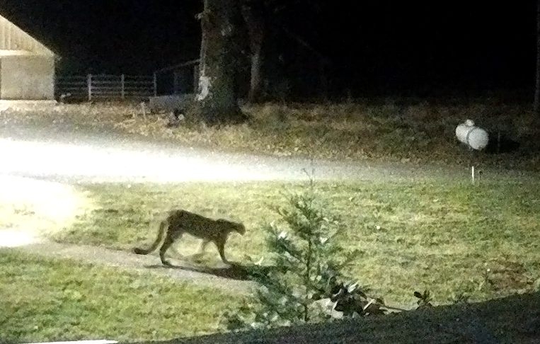 Cougar.jpg