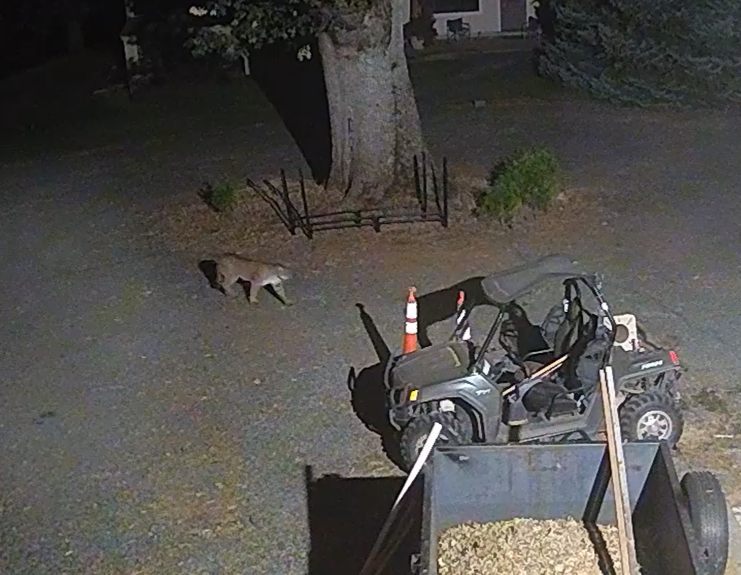 Cougar1.jpg