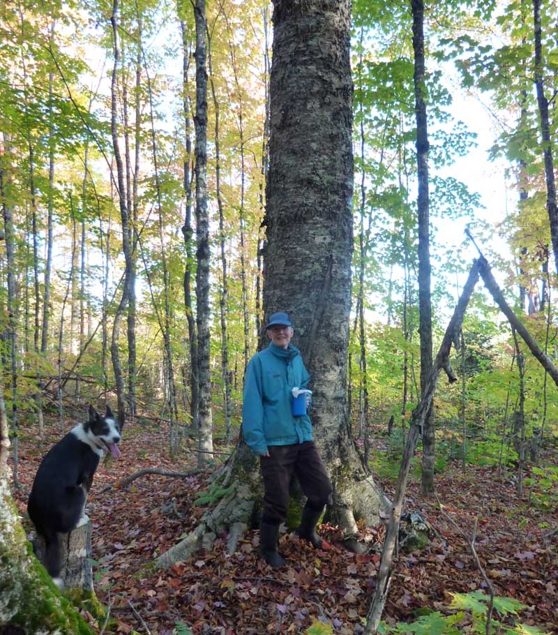 covcamptrees6.jpg