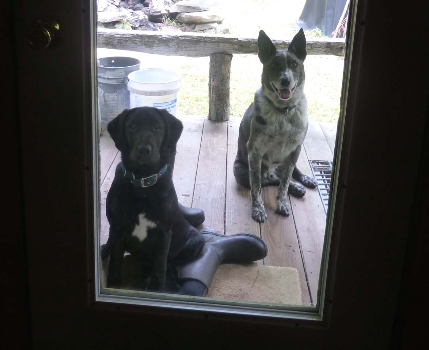 covpropdogs5.jpg