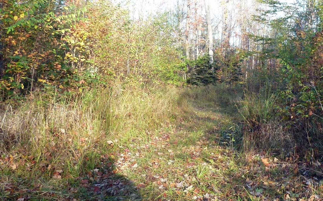 covtrailclearing307.jpg