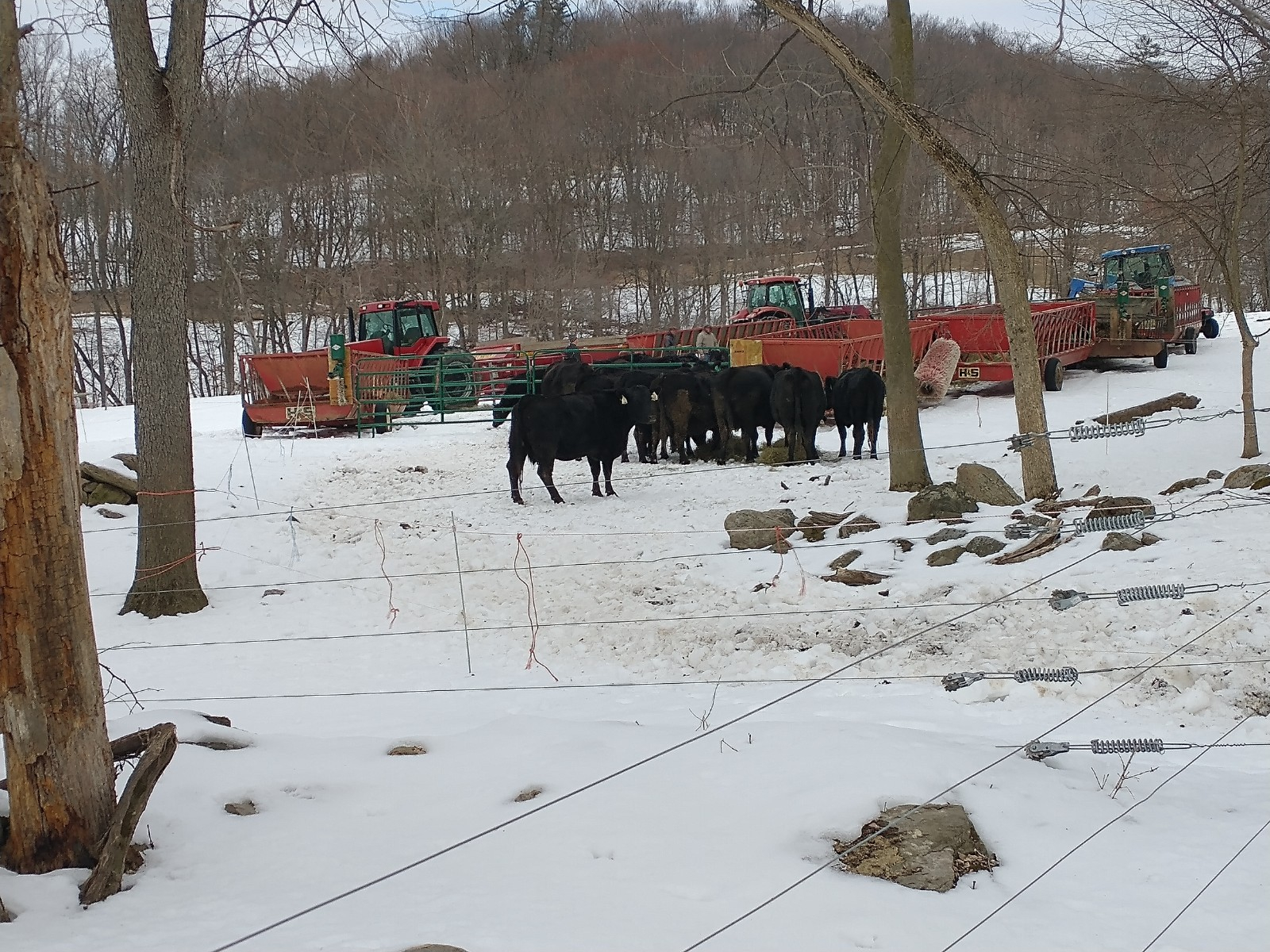 cows 9 march 2.jpg