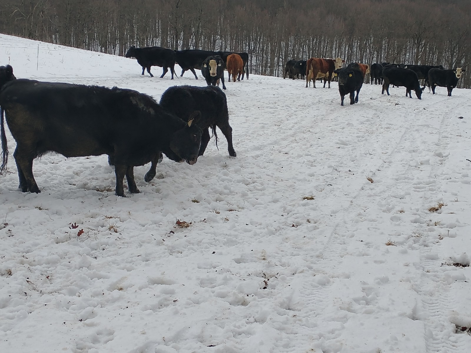cows 9 march 3.jpg