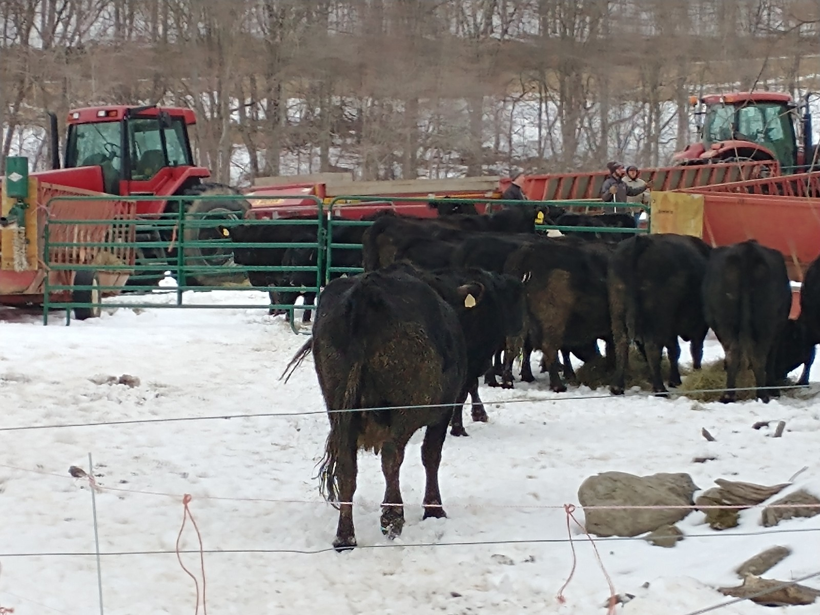 cows 9 march 5.jpg