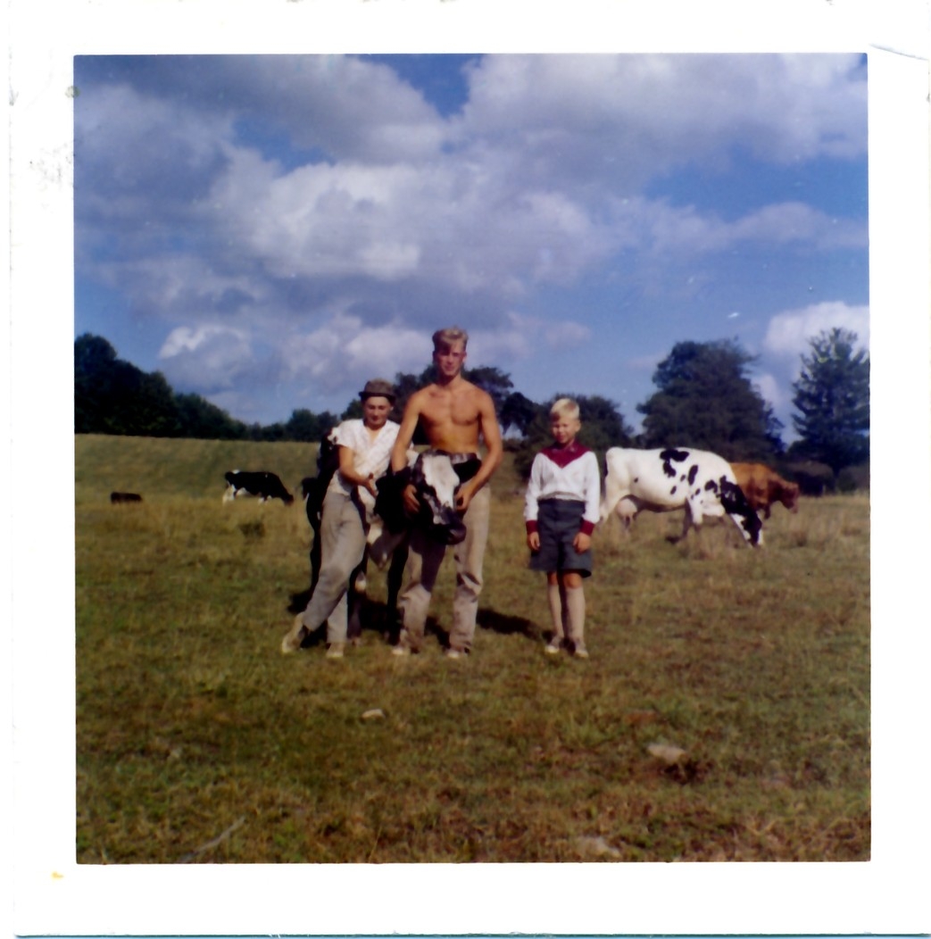 Cows,Alex,Oleh, Vitas.jpg