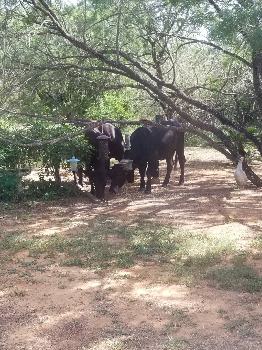 Cows at Feeders-2.jpg