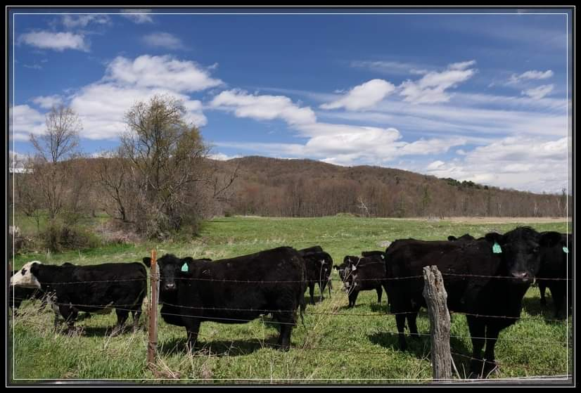 cows3.jpeg