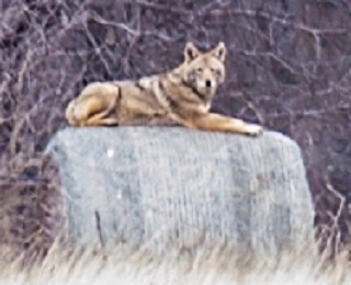 coyote_or_wolf.jpg