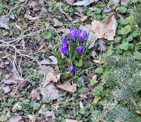 crocii.jpg