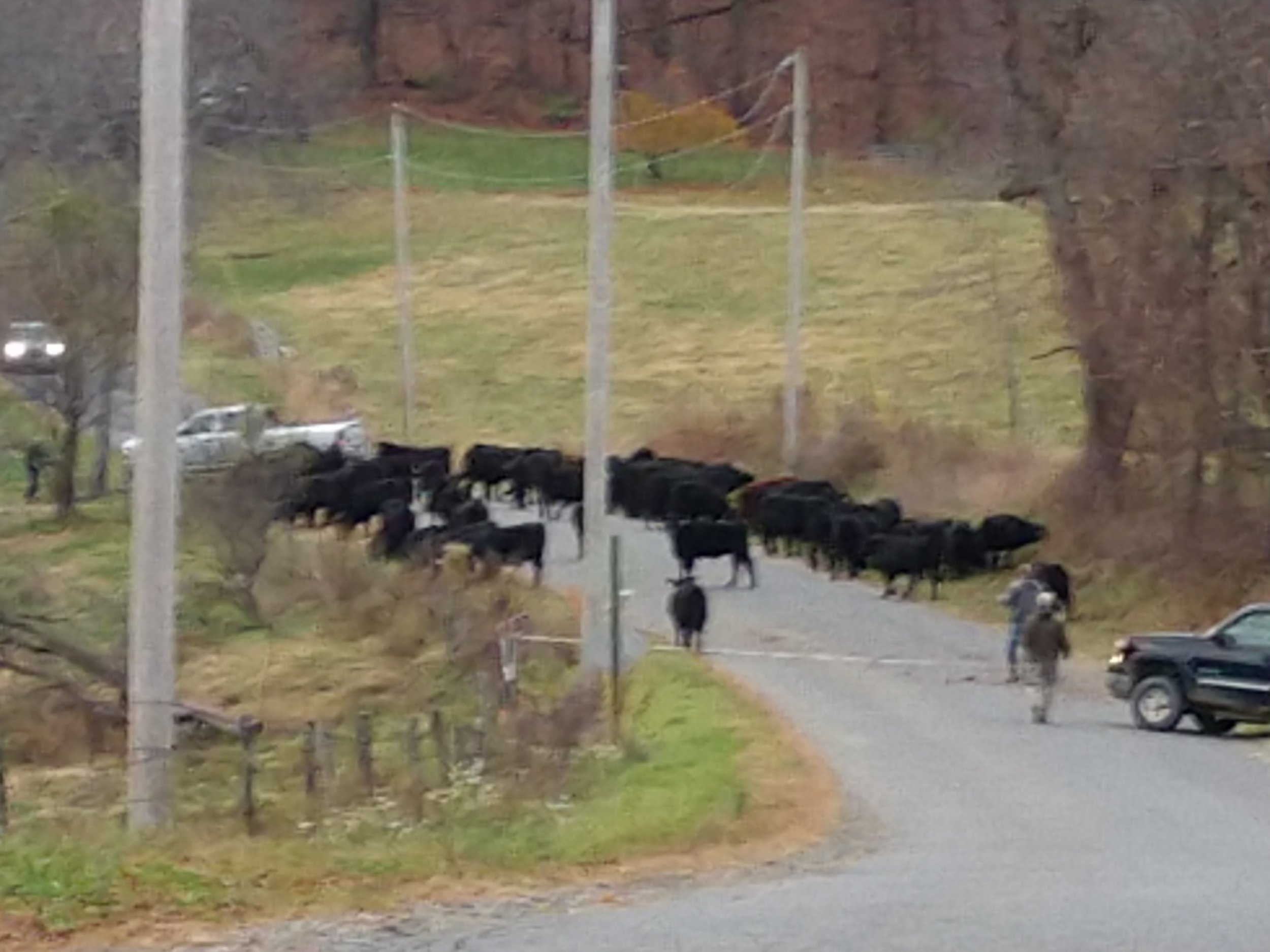 crossing the road.jpg