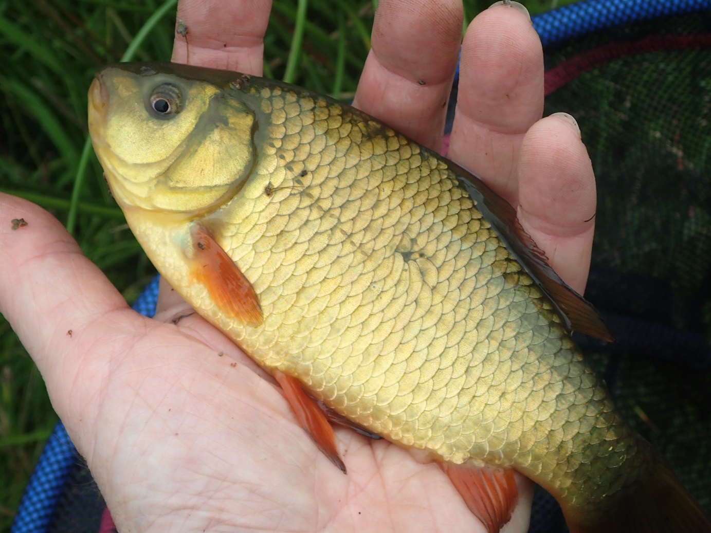 crucian.jpg