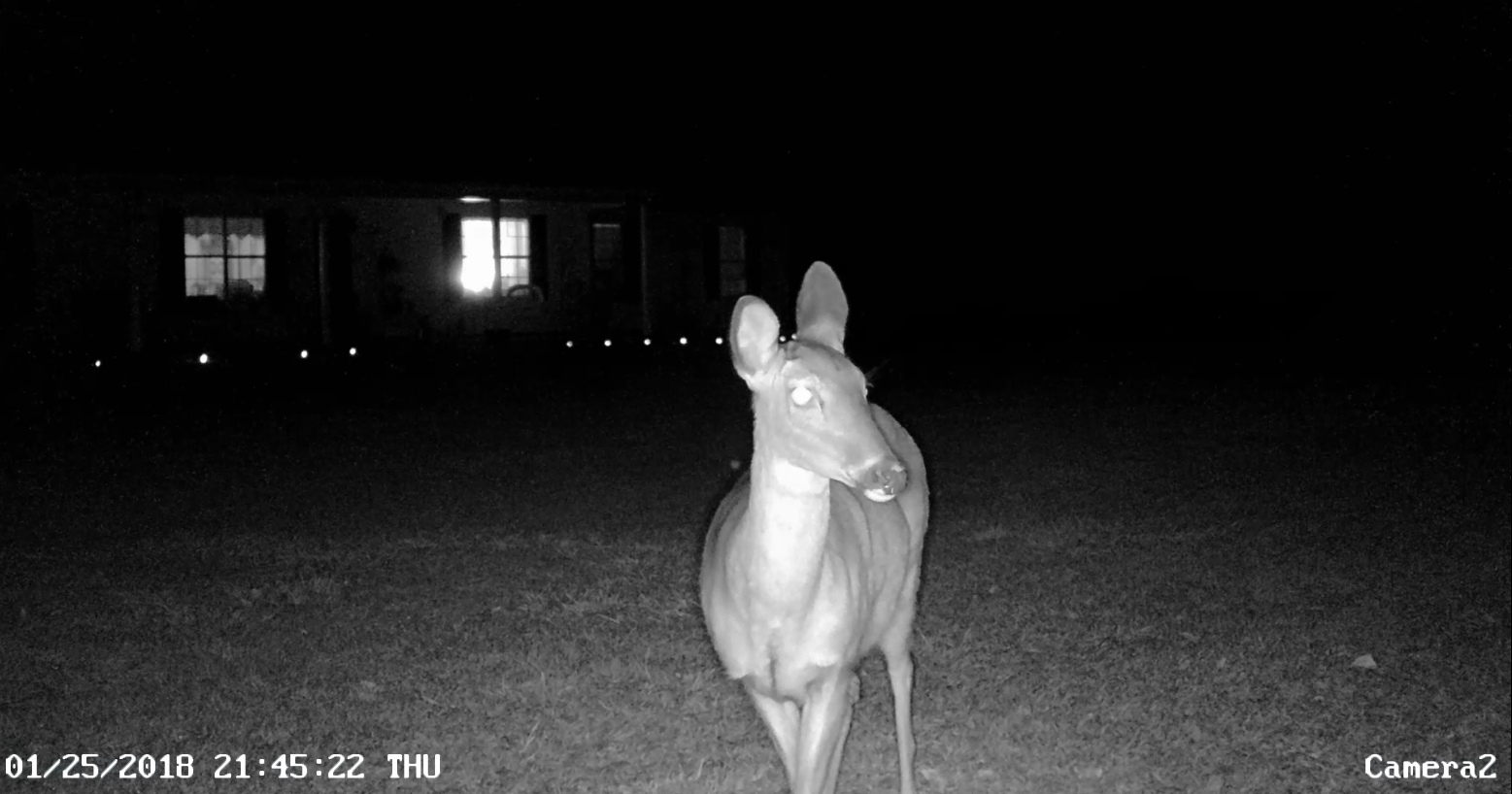 curious-doe.jpg