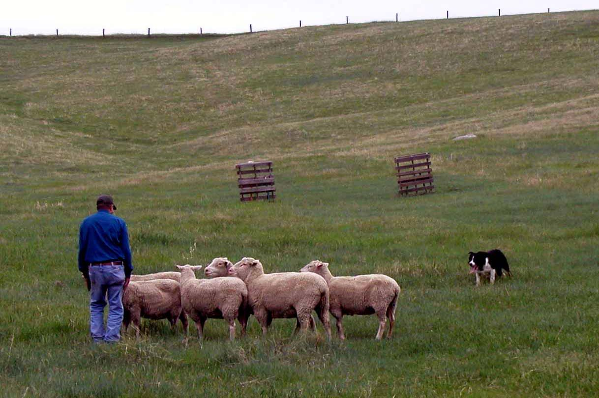 Dad sheding sheep.(ES).jpg