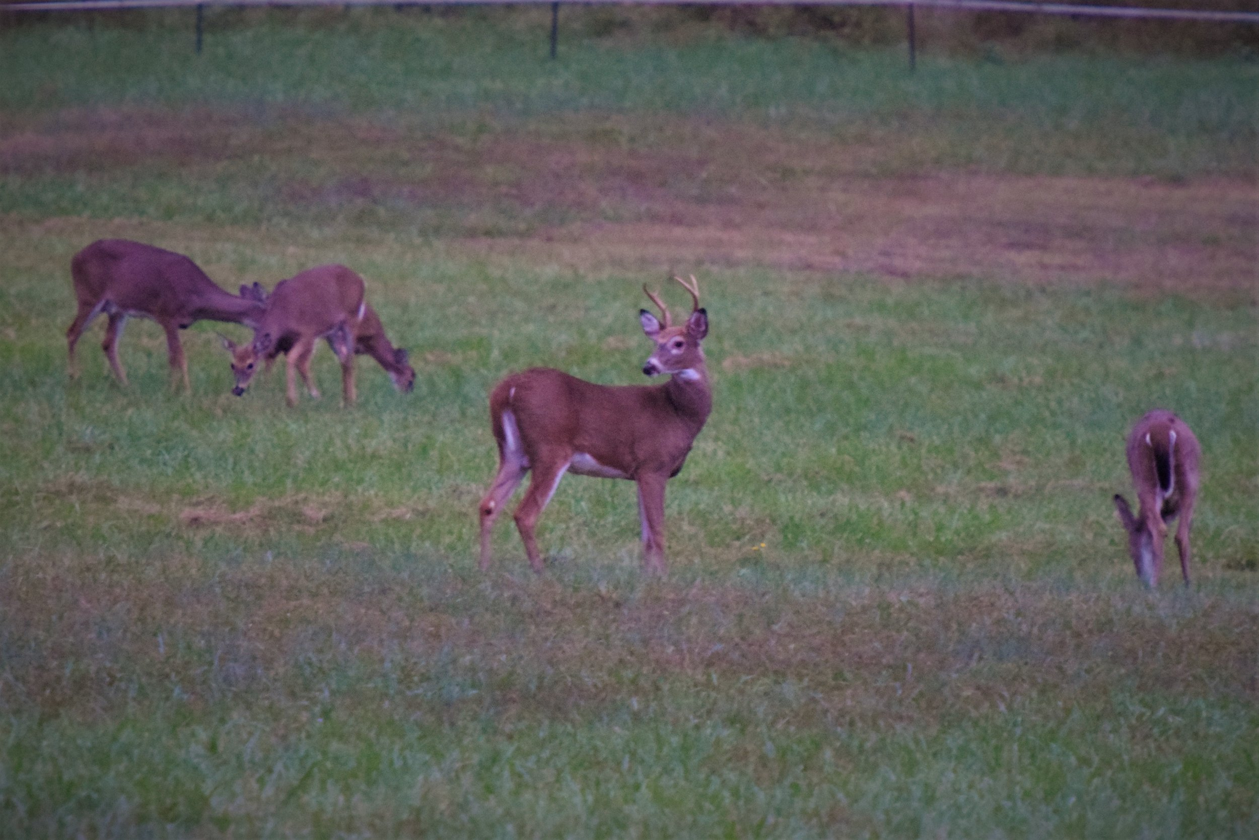 Deer Buck DSC_0086.jpg