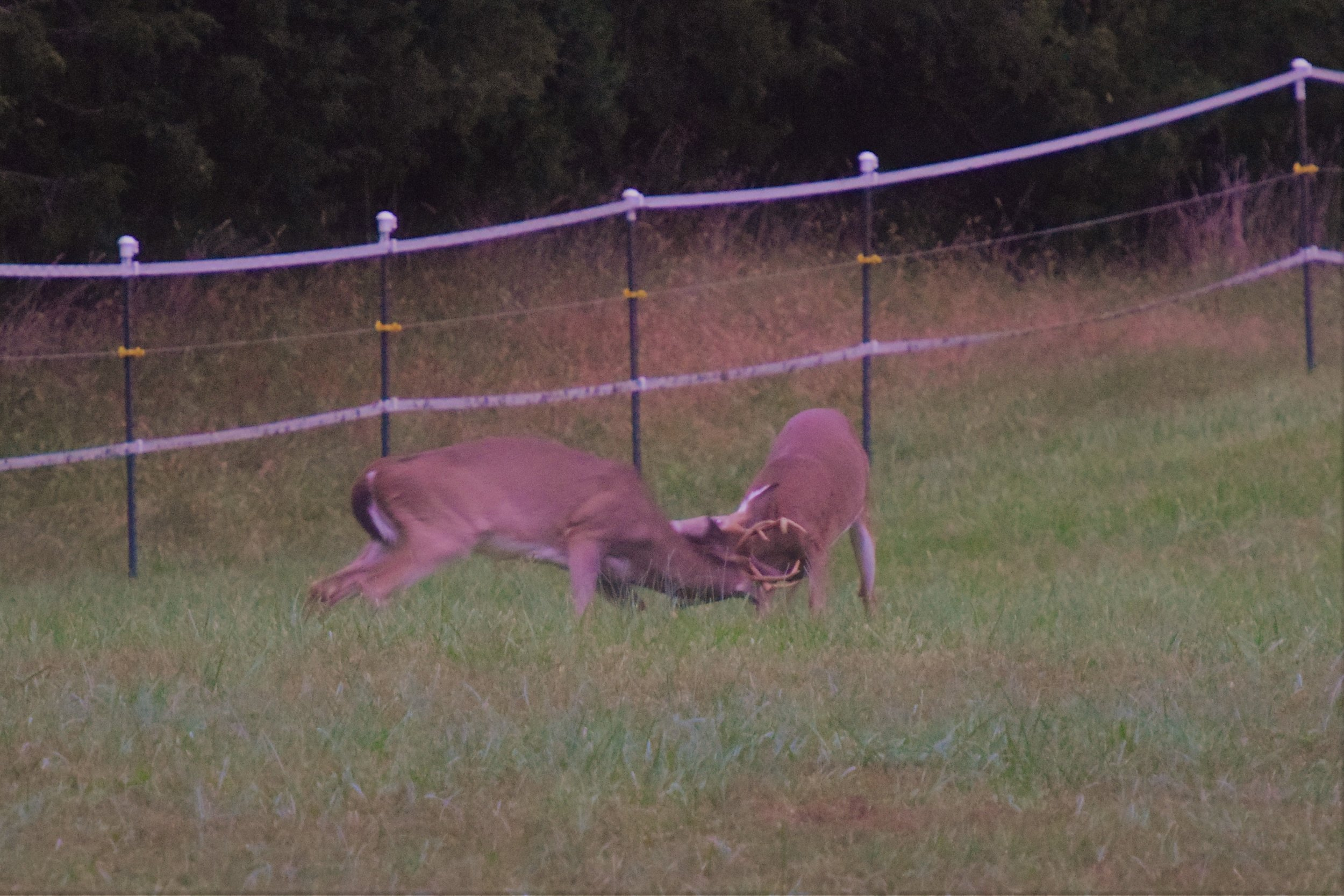 Deer Engaged DSC_0074.jpg