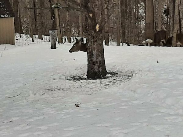 deer.jpg