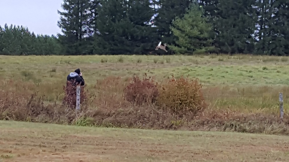 deer_r.jpg