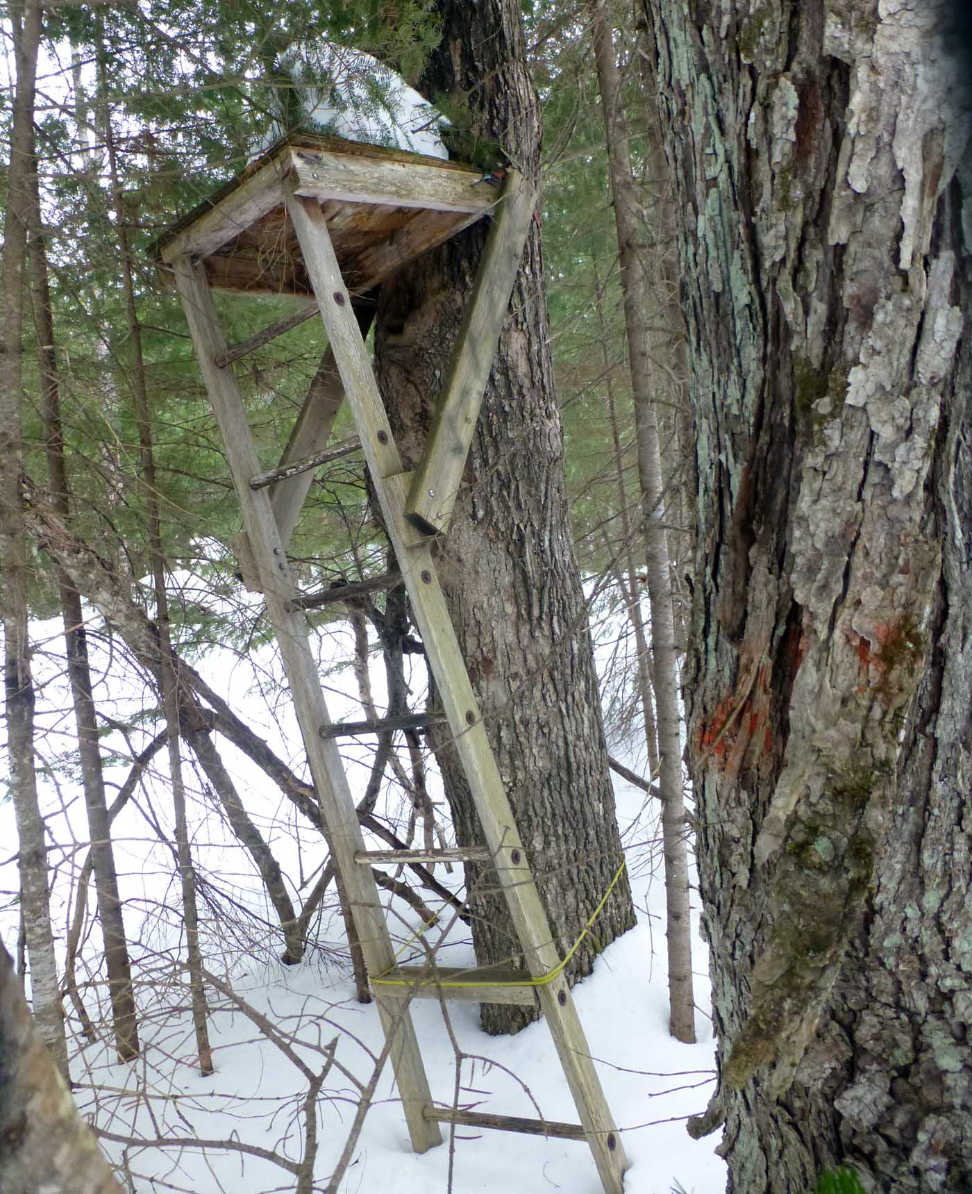 deerblind0611.jpg