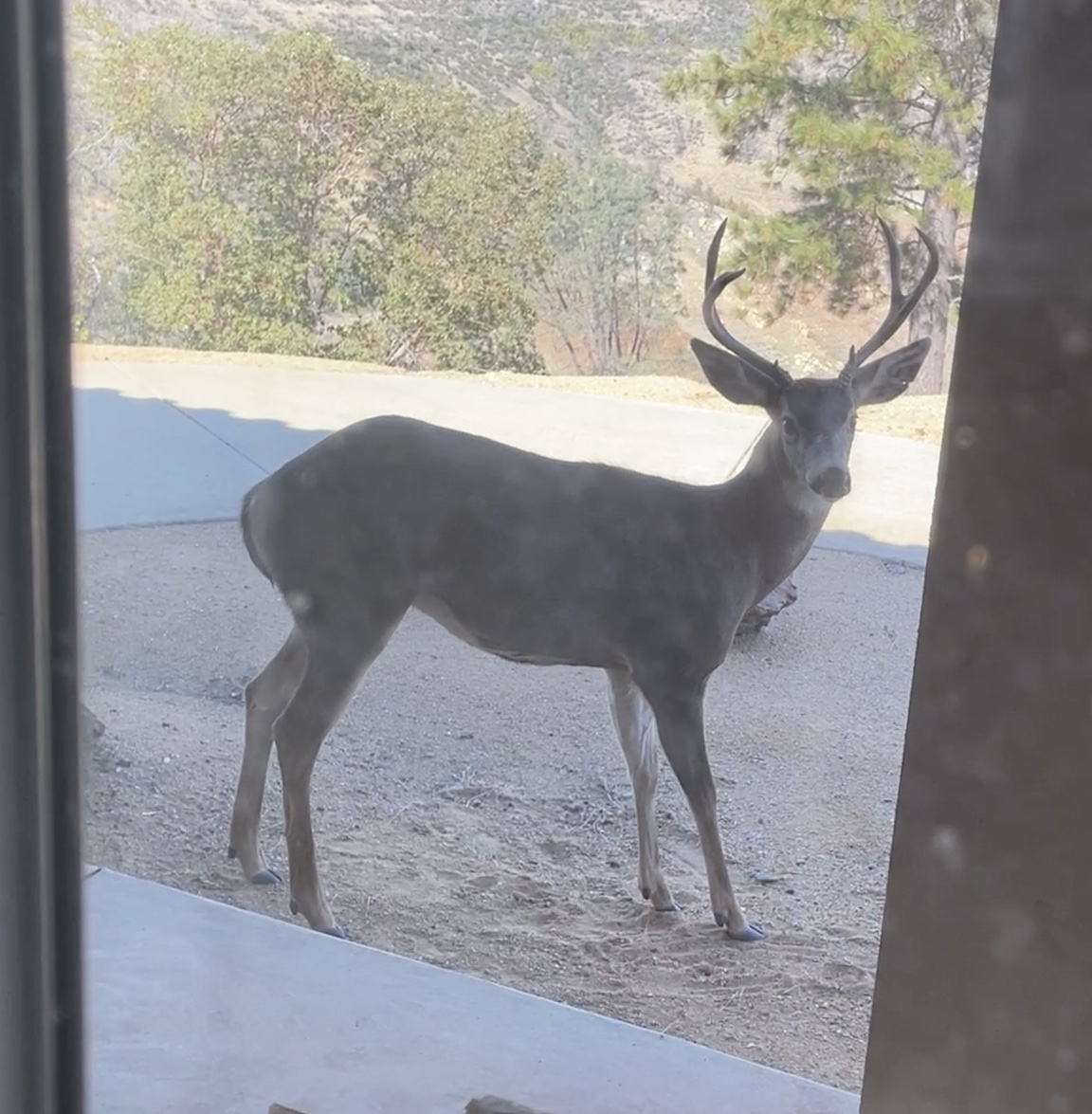 deerBuckPorch.jpg