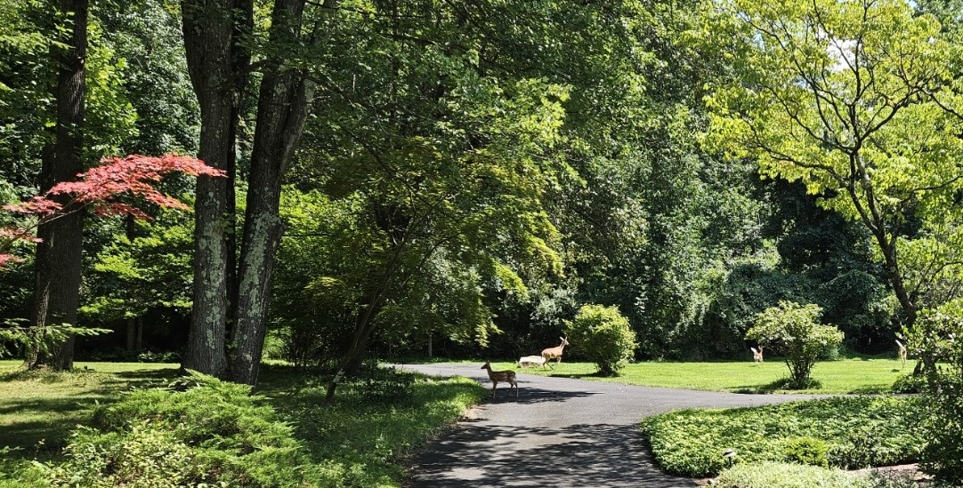 DeerDriveway.jpg