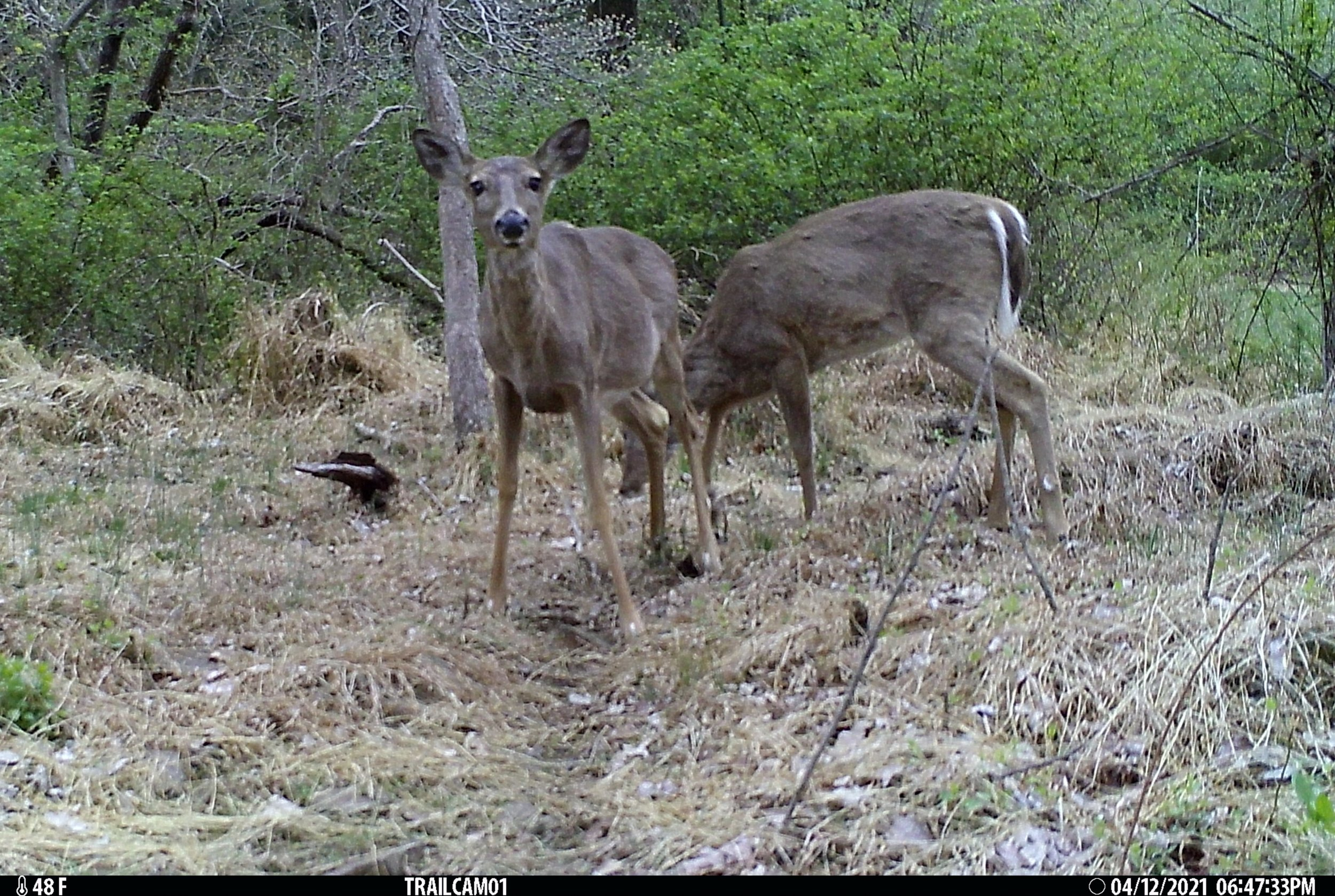 deergc_IMG_0073.jpg