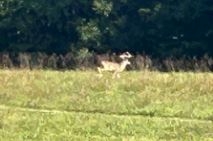 deerrack.JPG
