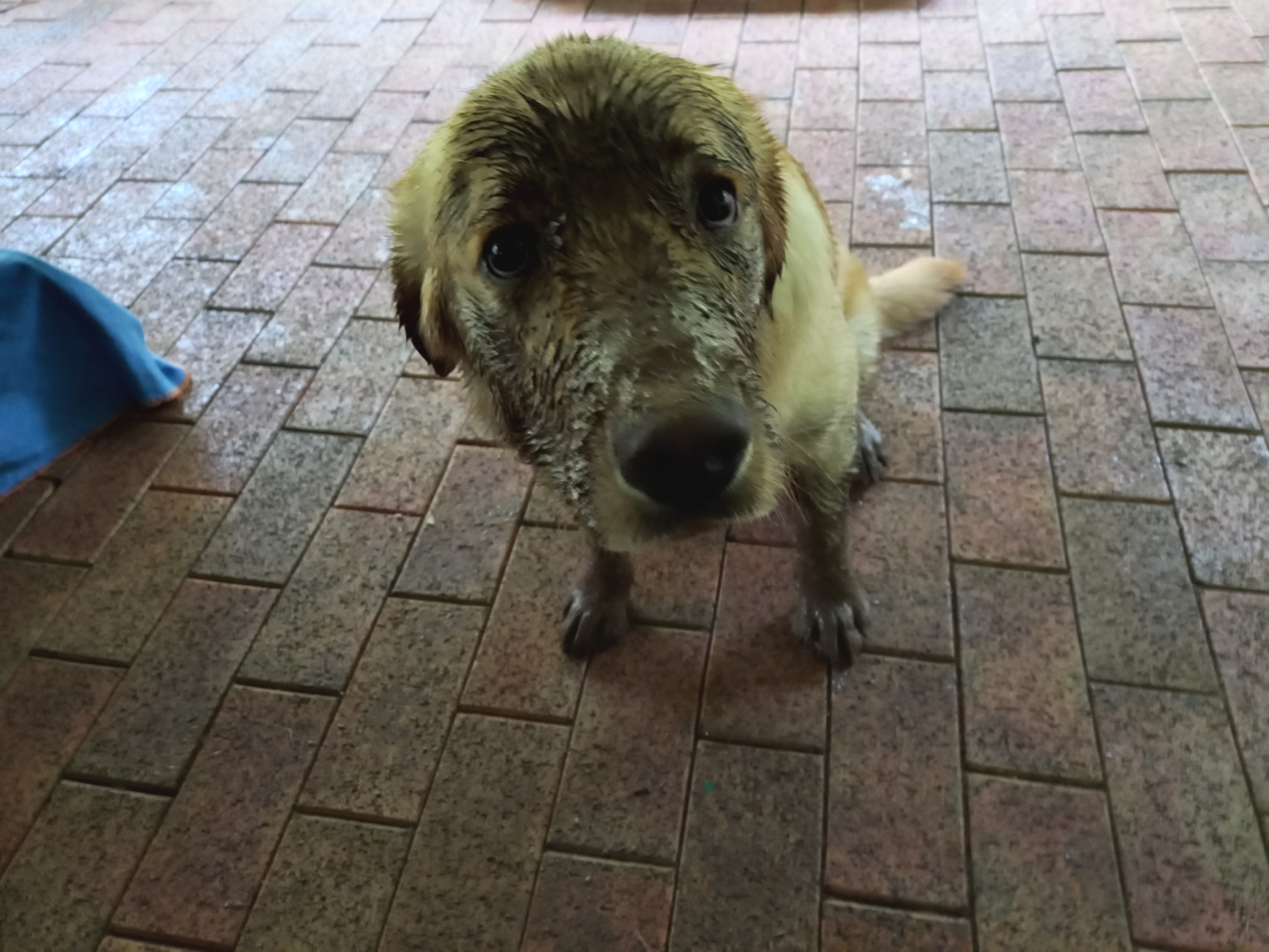dirty mutt.jpg