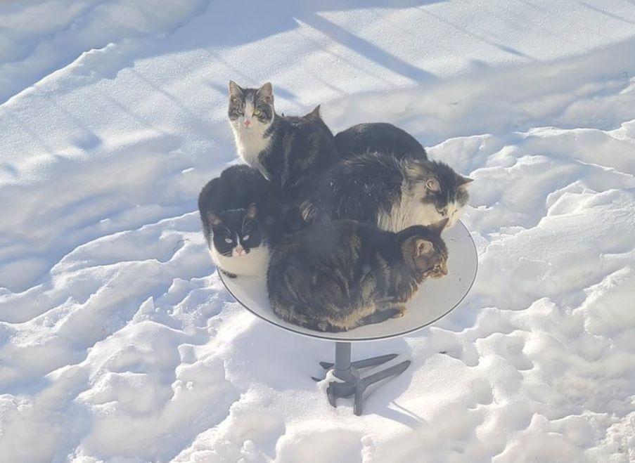 DishyMcFurface.jpg