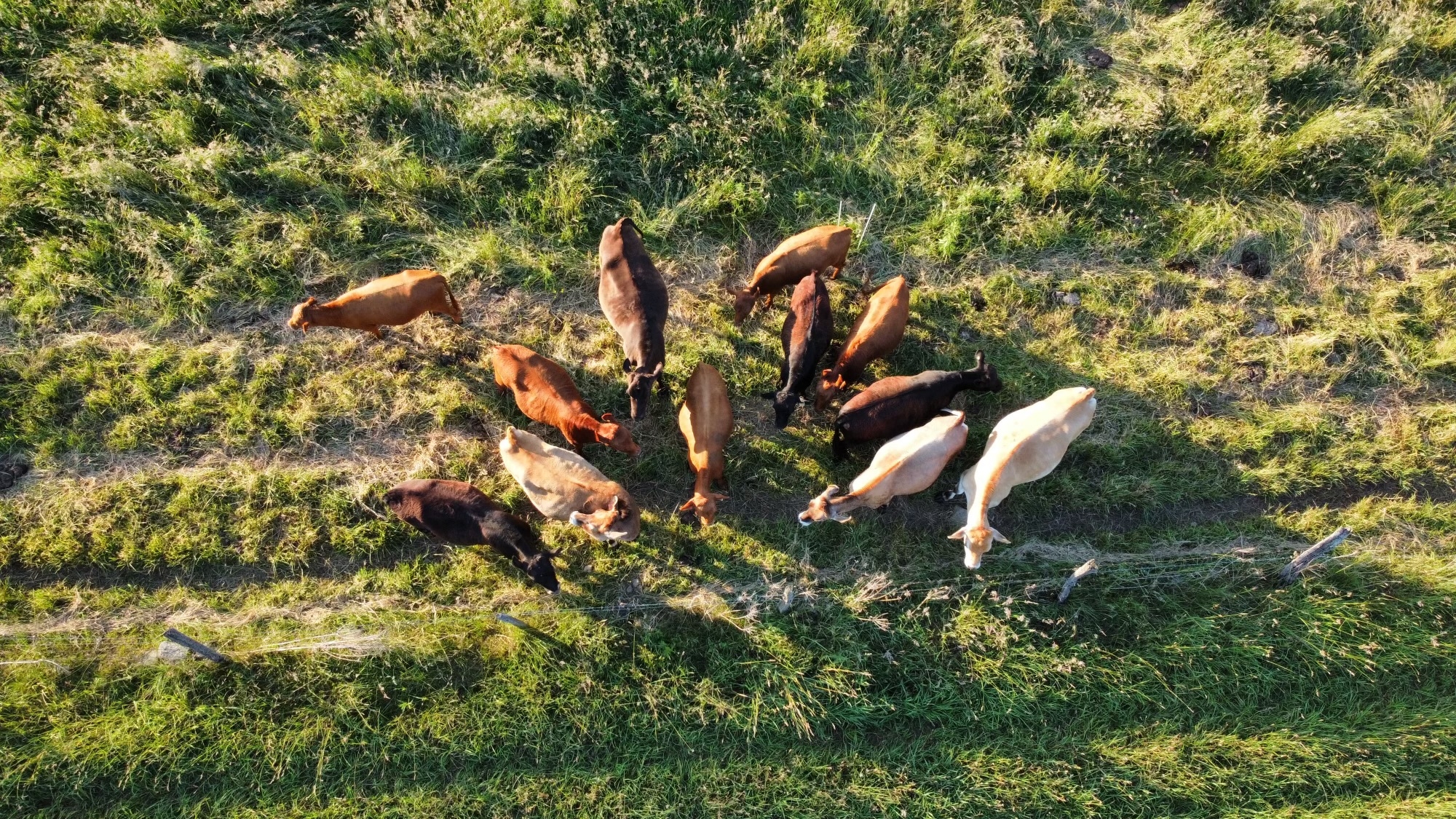 dji_fly_20240614_194146_422_1718408551883_photo_optimized.jpeg