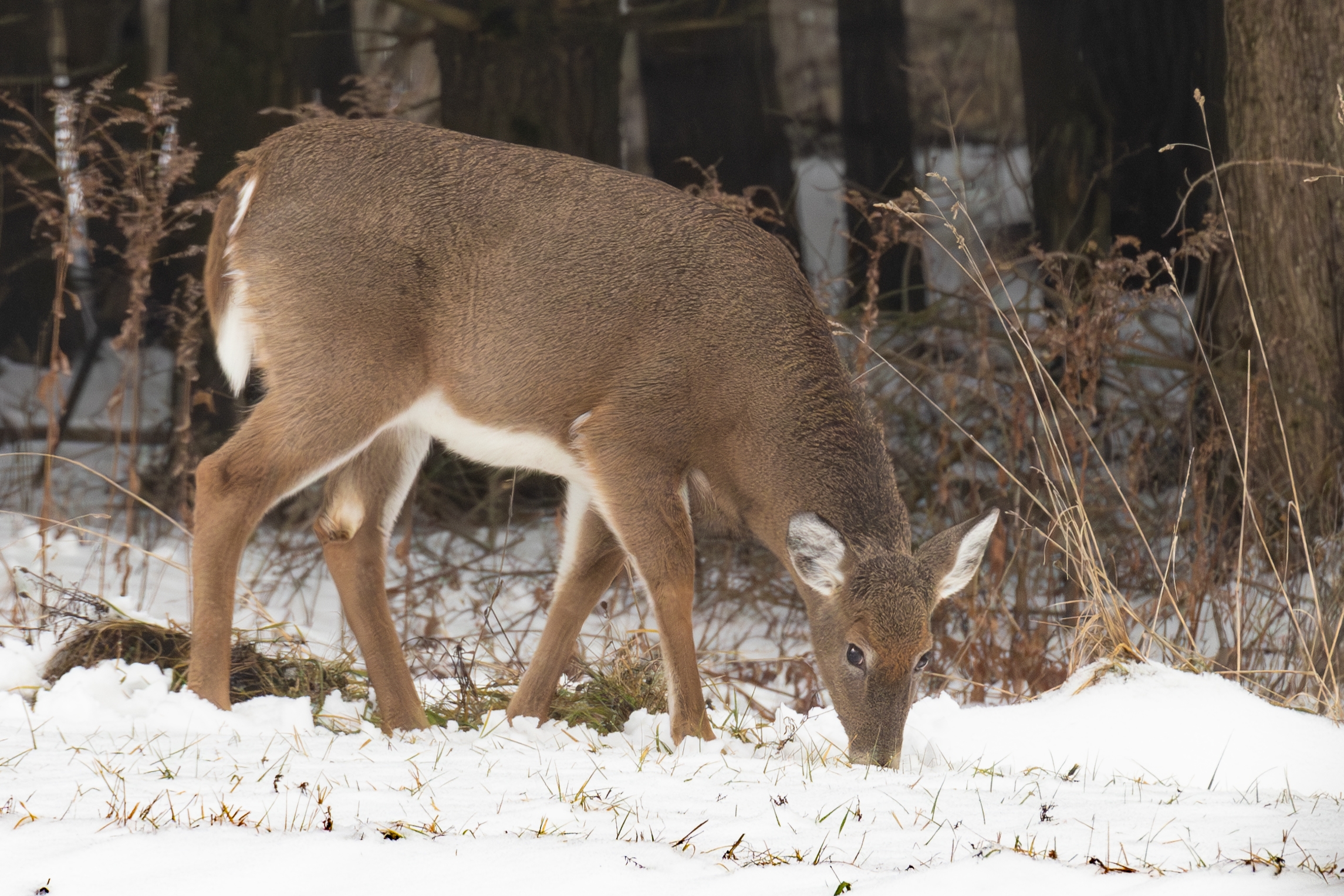 Doe winter feeding.jpg