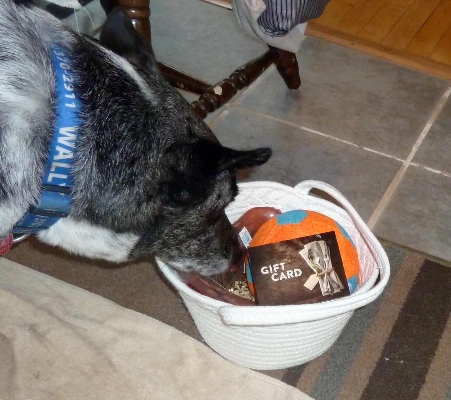 doggifts0693.jpg