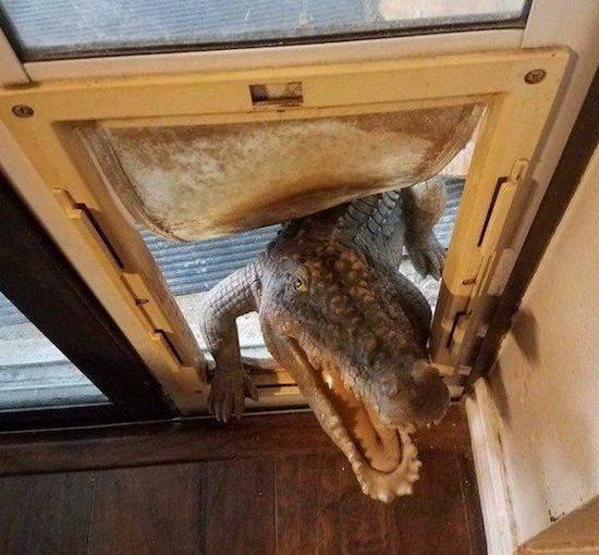 doggy door.jpg