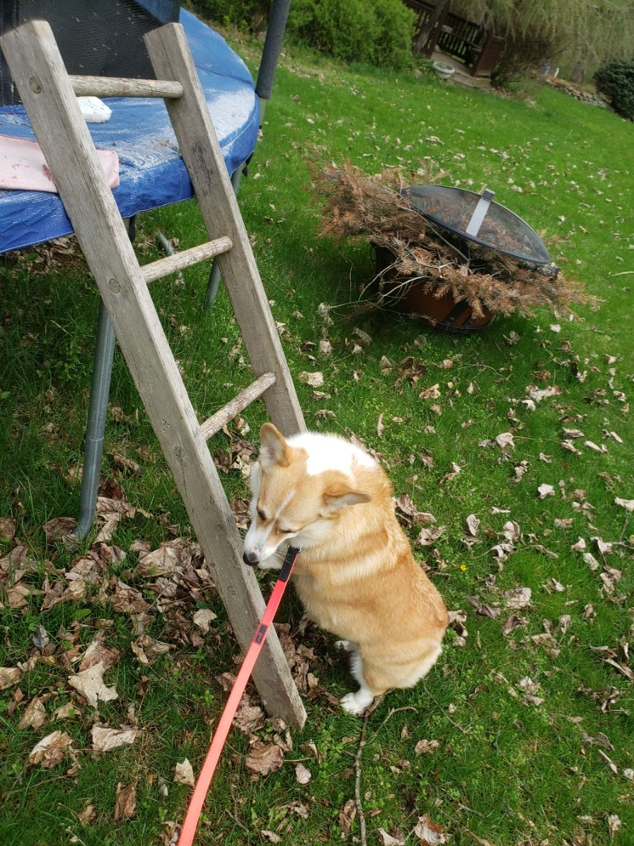 dogladder20210416_101632.jpg