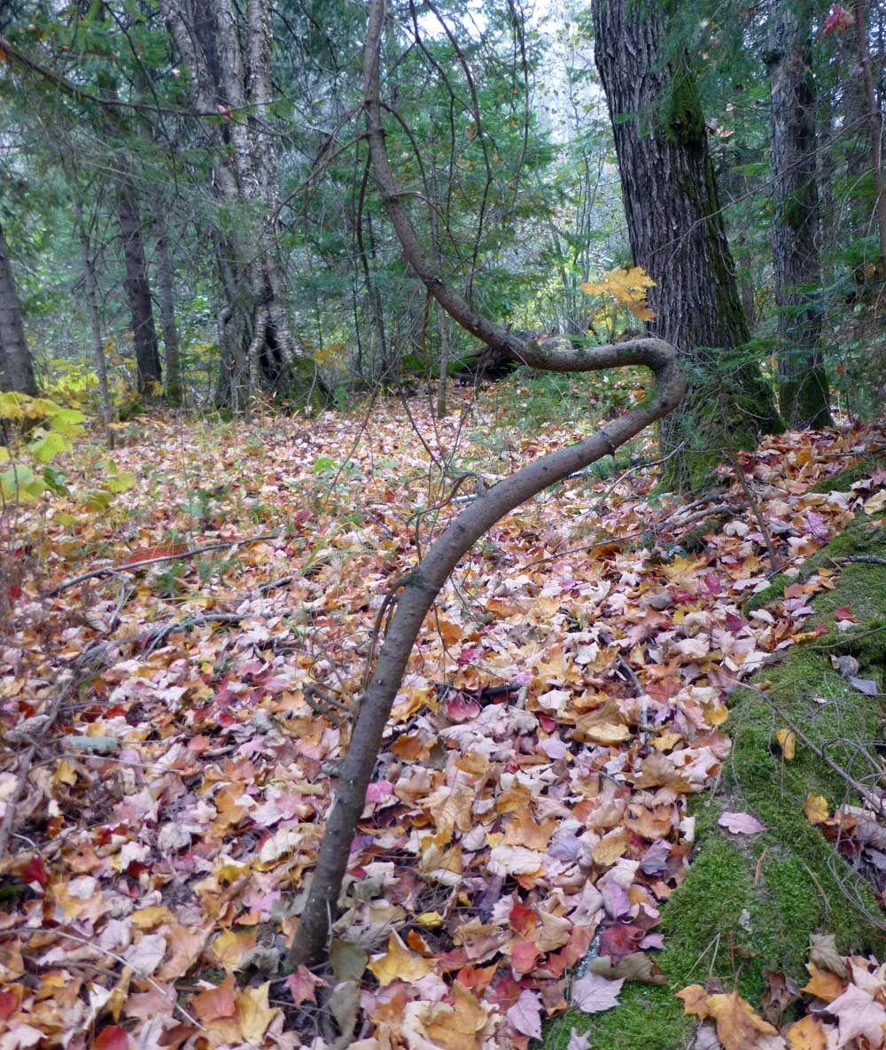 dogleg50188.jpg