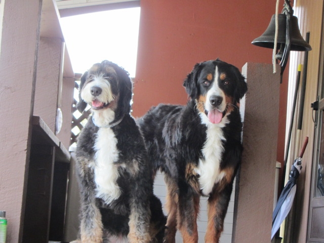 DOGS 6 13 22 (5).JPG