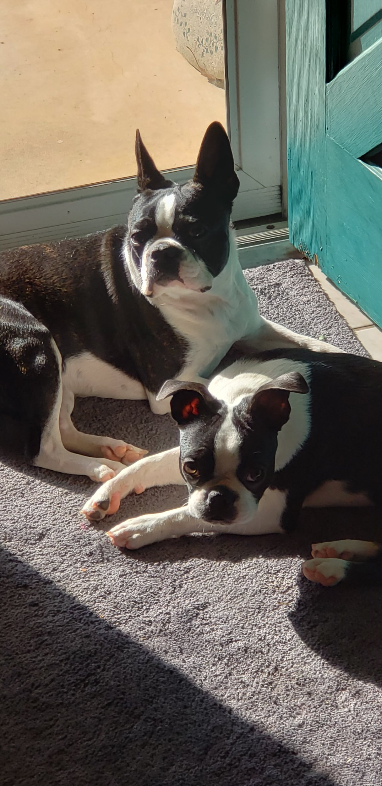 Dogs in the Sun.jpg