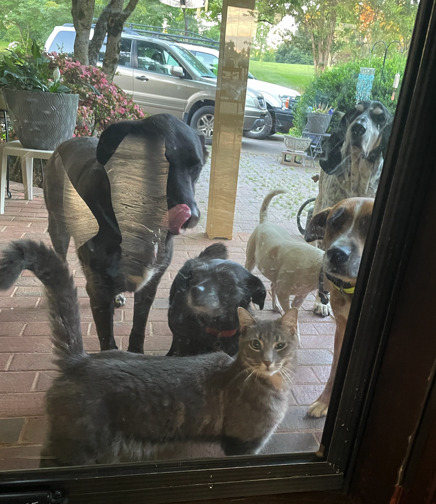 DOGS.png