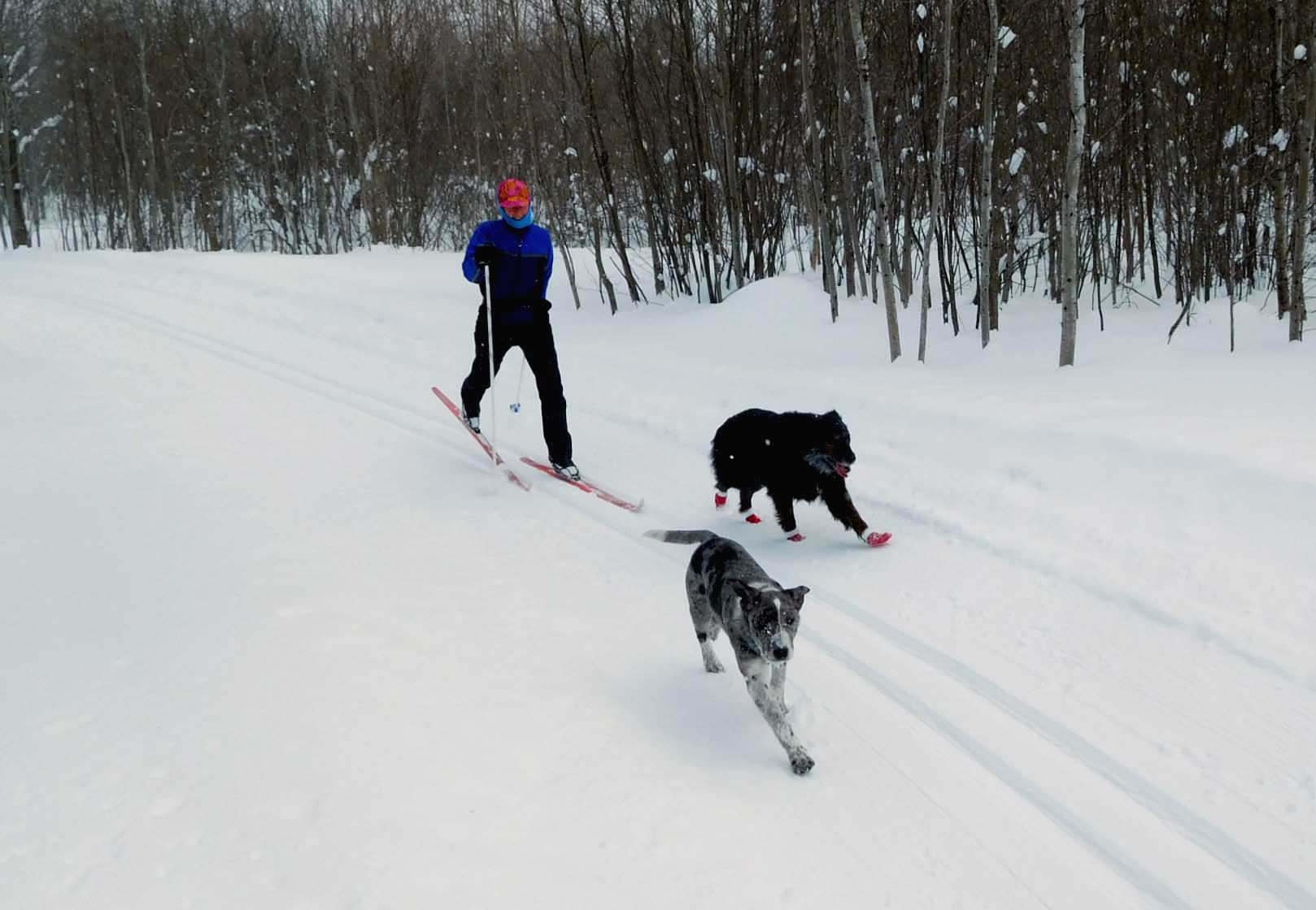 dogs river trail sandy.jpg