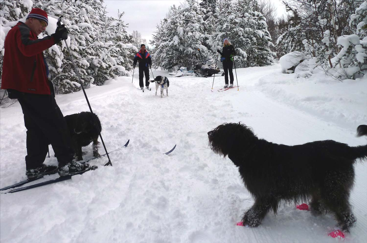dogs ski (DL).jpg