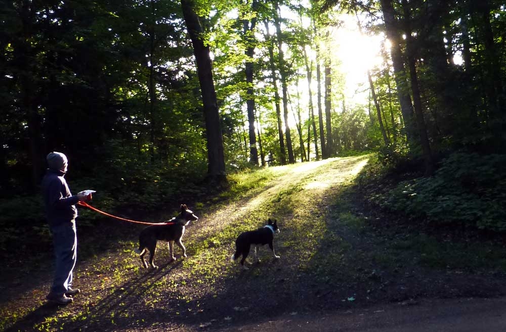 dogscort0732.jpg
