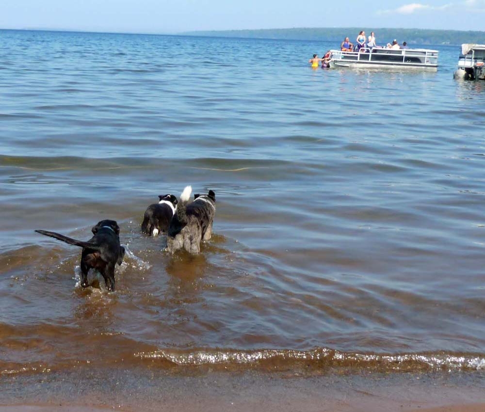dogskeweebay0037.jpg